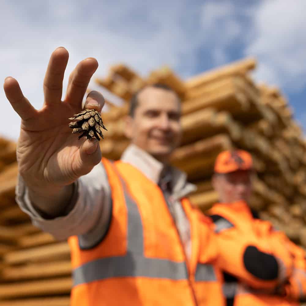 Scanpolen tehdasalueella. Kävyssä on raakapuun alku.